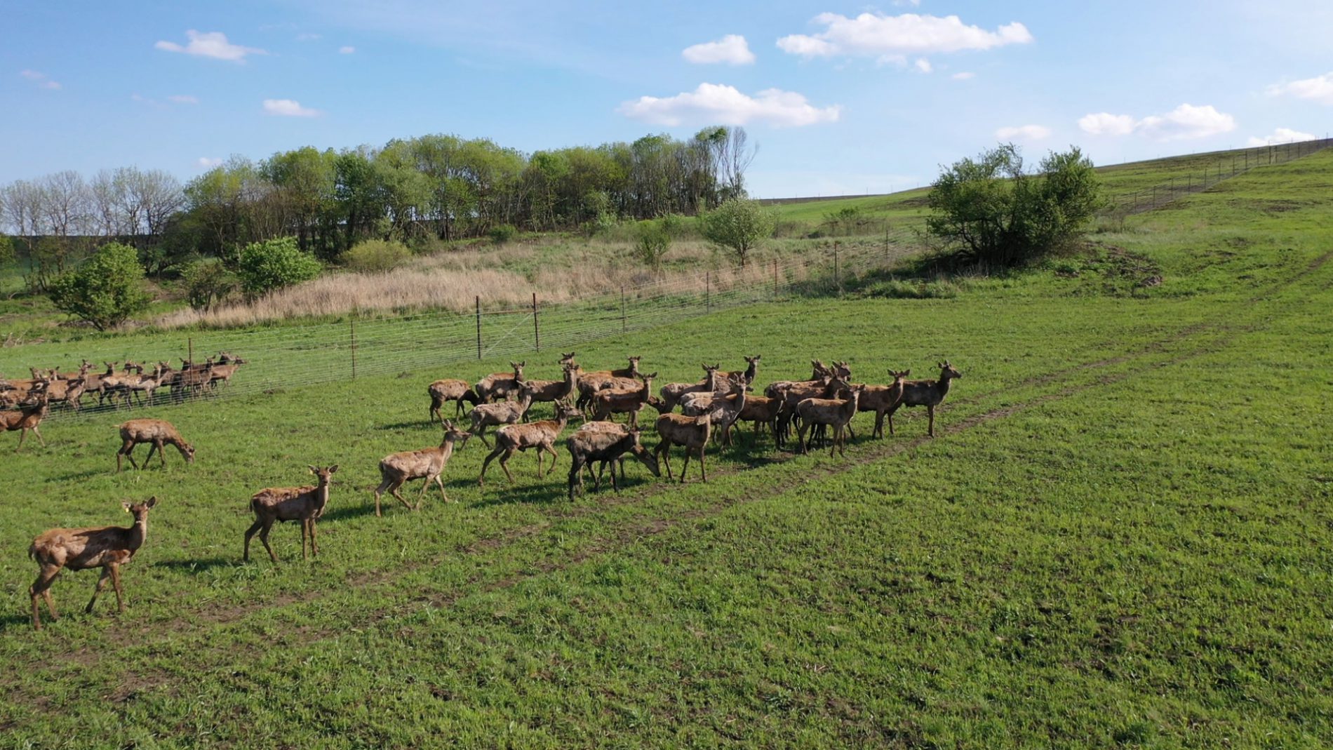 Эко-отель DeerFarm - база отдыха и глэмпинг на оленьей ферме в  Ставропольском крае.